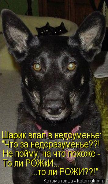 Шарик впал в недоуменье: "Что за недоразуменье??! Не пойму, на что похоже - То ли РОЖкИ... ...то л... Котоматрица: Шарик впал в недоуменье: "Что за недоразуменье??! Не пойму, на что похоже - То ли РОЖкИ... ...то ли РОЖИ??!"