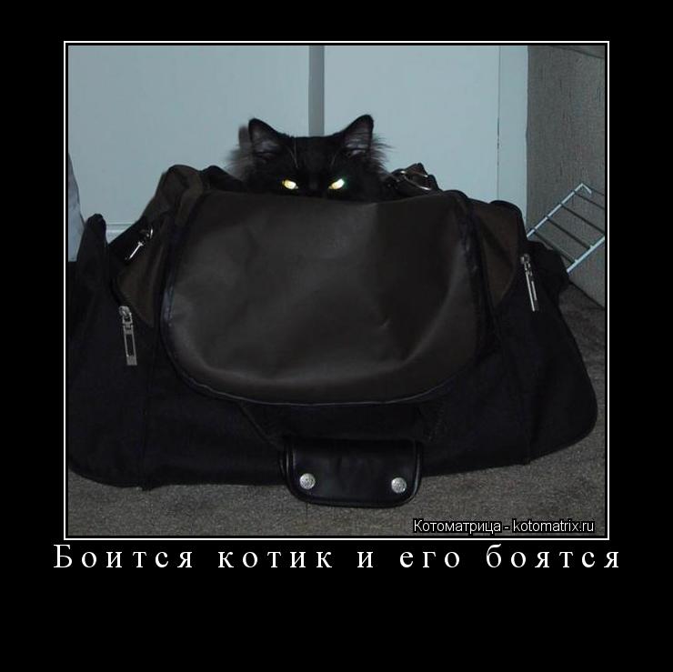 Боится котик и его боятся ... Котоматрица: Боится котик и его боятся