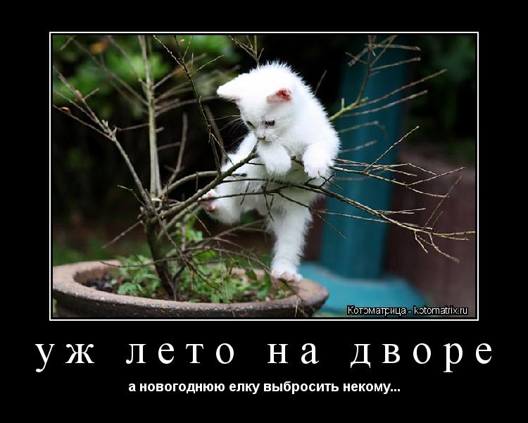 уж лето на дворе а новогоднюю елку выбросить некому...... Котоматрица: уж лето на дворе а новогоднюю елку выбросить некому...