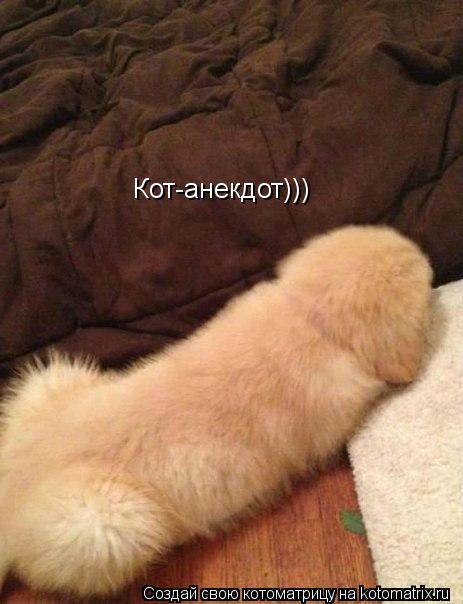 Кот-анекдот)))... Котоматрица: Кот-анекдот)))