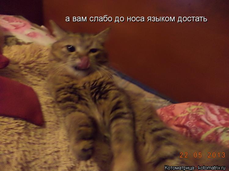 а вам слабо до носа языком достать... Котоматрица: а вам слабо до носа языком достать