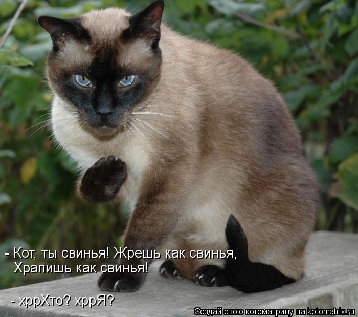 - Кот, ты свинья! Жрешь как свинья, храпишь как свинья! - Кот, ты свинья! Жрешь как свинья, Храпишь... Котоматрица: - Кот, ты свинья! Жрешь как свинья, храпишь как свинья! - Кот, ты свинья! Жрешь как свинья, Храпишь как свинья! - хррХто? хррЯ?