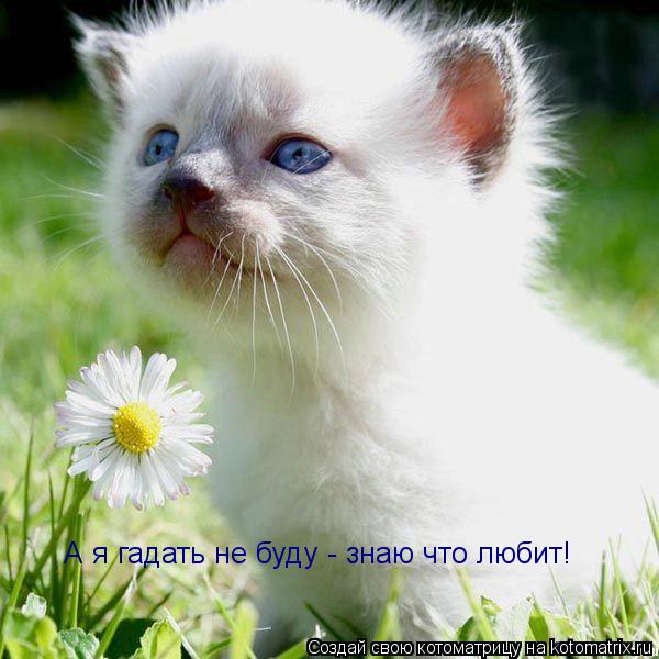 А я гадать не буду - знаю что любит!... Котоматрица: А я гадать не буду - знаю что любит!