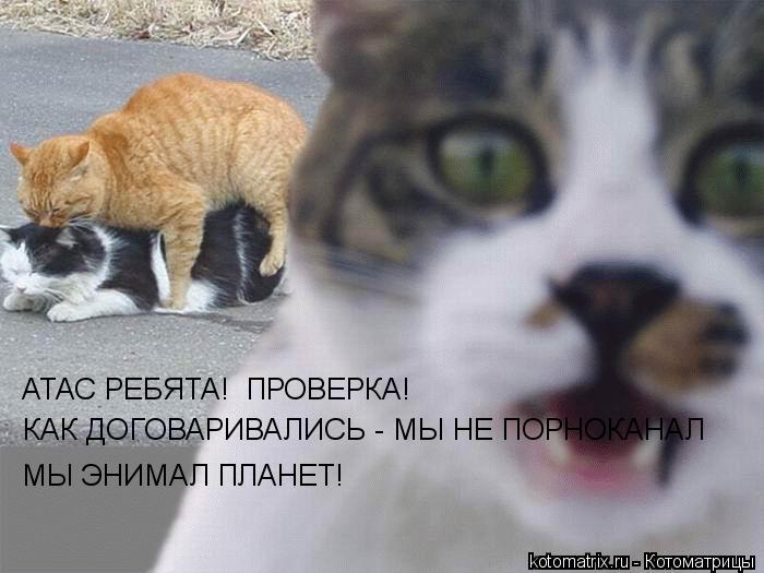 АТАС РЕБЯТА! ПРОВЕРКА! КАК ДОГОВАРИВАЛИСЬ - МЫ НЕ ПОРНОКАНАЛ МЫ ЭНИМАЛ ПЛАНЕТ!... Котоматрица: АТАС РЕБЯТА! ПРОВЕРКА! КАК ДОГОВАРИВАЛИСЬ - МЫ НЕ ПОРНОКАНАЛ МЫ ЭНИМАЛ ПЛАНЕТ!