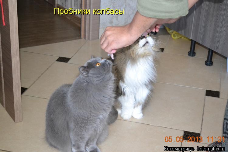 Пробники колбасы... Котоматрица: Пробники колбасы