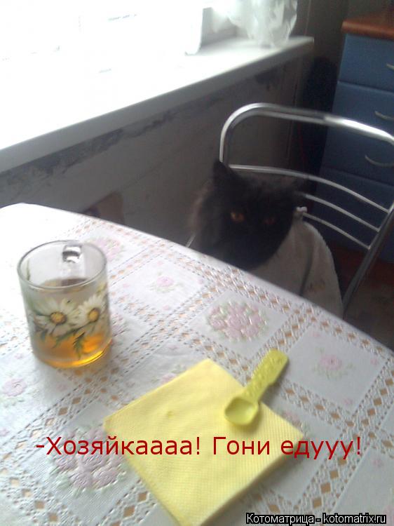 -Хозяйкаааа! Гони едууу!... Котоматрица: -Хозяйкаааа! Гони едууу!