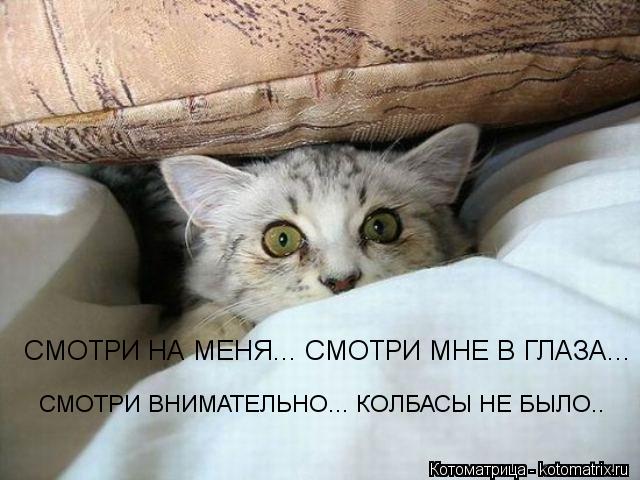 СМОТРИ НА МЕНЯ... СМОТРИ МНЕ В ГЛАЗА... СМОТРИ ВНИМАТЕЛЬНО... КОЛБАСЫ НЕ БЫЛО..... Котоматрица: СМОТРИ НА МЕНЯ... СМОТРИ МНЕ В ГЛАЗА... СМОТРИ ВНИМАТЕЛЬНО... КОЛБАСЫ НЕ БЫЛО..