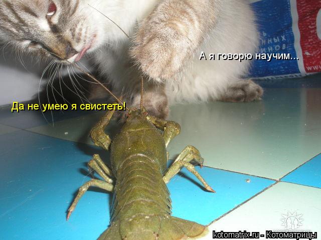 Да не умею я свистеть! А я говорю научим...... Котоматрица: Да не умею я свистеть! А я говорю научим...