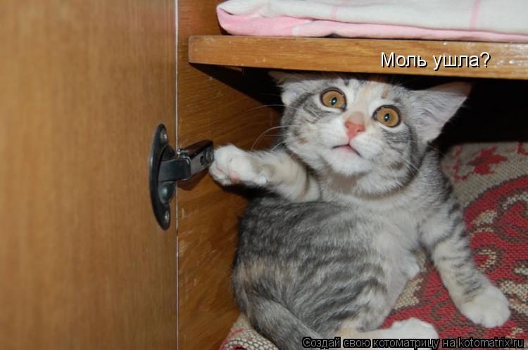 Моль ушла?... Котоматрица: Моль ушла?