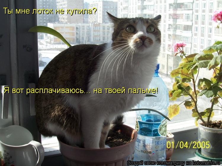 Ты мне лоток не купила? Я вот расплачиваюсь... на твоей пальме!... Котоматрица: Ты мне лоток не купила? Я вот расплачиваюсь... на твоей пальме!
