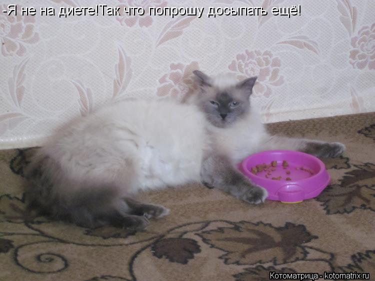 -Я не на диете!Так что попрошу досыпать ещё!... Котоматрица: -Я не на диете!Так что попрошу досыпать ещё!