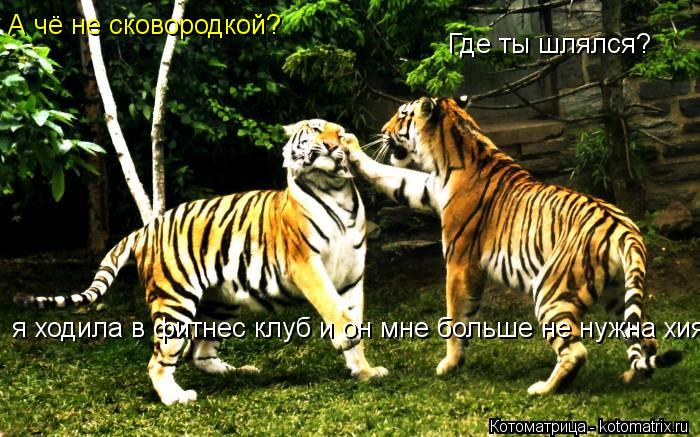 Где ты шлялся? А чё не сковородкой? я ходила в фитнес клуб и он мне больше не нужна хия!... Котоматрица: Где ты шлялся? А чё не сковородкой? я ходила в фитнес клуб и он мне больше не нужна хия!
