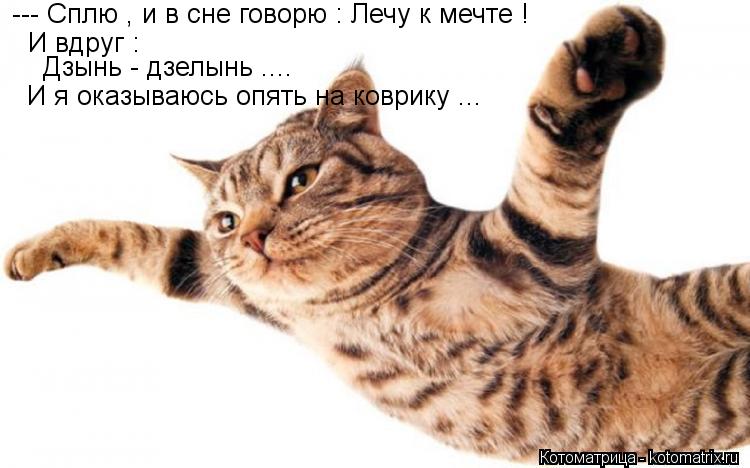 --- Сплю , и в сне говорю : Лечу к мечте ! И вдруг : Дзынь - дзелынь .... И я оказываюсь опять на ко... Котоматрица: --- Сплю , и в сне говорю : Лечу к мечте ! И вдруг : Дзынь - дзелынь .... И я оказываюсь опять на коврику ...
