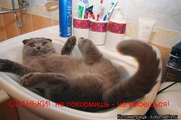ОПАНЬКИ! не покормишь - не умоешься!... Котоматрица: ОПАНЬКИ! не покормишь - не умоешься!