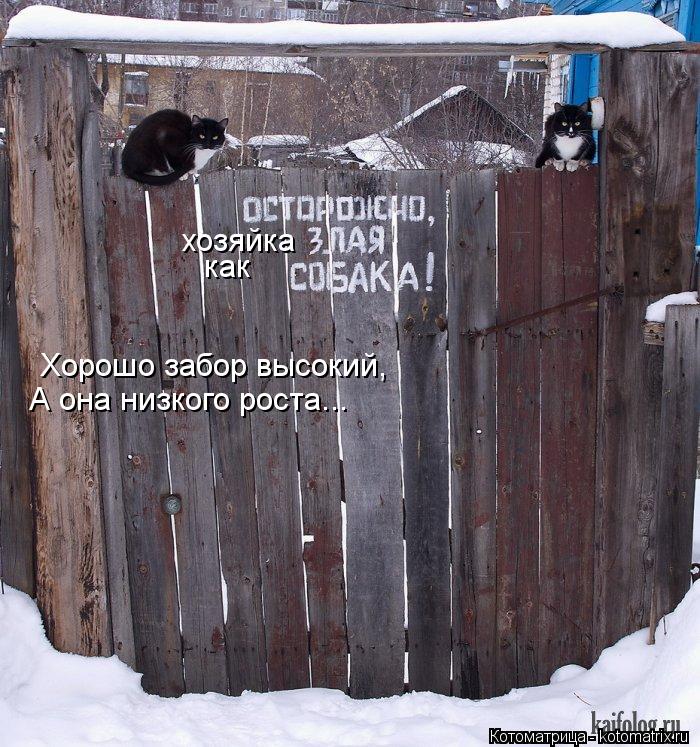 хозяйка как Хорошо забор высокий, А она низкого роста...... Котоматрица: хозяйка как Хорошо забор высокий, А она низкого роста...