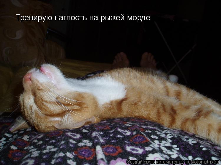 Тренирую наглость на рыжей морде... Котоматрица: Тренирую наглость на рыжей морде