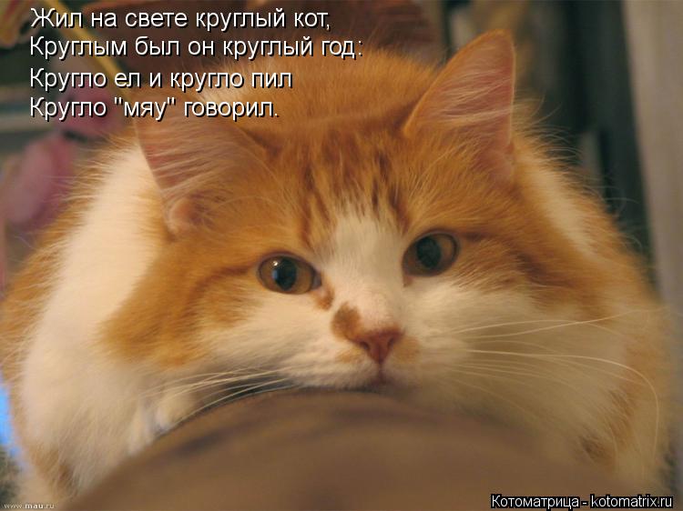 Жил на свете круглый кот, Круглым был он круглый год: Кругло ел и кругло пил Кругло "мяу" говорил.... Котоматрица: Жил на свете круглый кот, Круглым был он круглый год: Кругло ел и кругло пил Кругло "мяу" говорил.