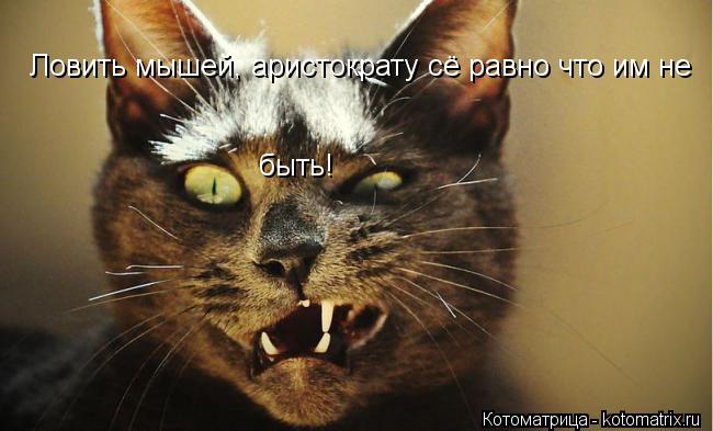 Ловить мышей, аристократу сё равно что им не быть!... Котоматрица: Ловить мышей, аристократу сё равно что им не быть!
