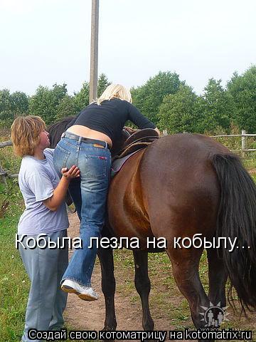 Кобыла лезла на кобылу...... Котоматрица: Кобыла лезла на кобылу...