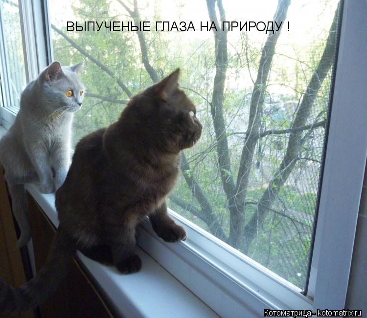 ВЫПУЧЕНЫЕ ГЛАЗА НА ПРИРОДУ !... Котоматрица: ВЫПУЧЕНЫЕ ГЛАЗА НА ПРИРОДУ !
