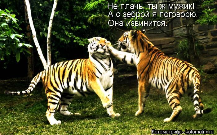 Не плачь, ты ж мужик! А с зеброй я поговорю. Она извинится.... Котоматрица: Не плачь, ты ж мужик! А с зеброй я поговорю. Она извинится.