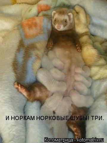 И НОРКАМ НОРКОВЫЕ ШУБЫ! ТРИ.... Котоматрица: И НОРКАМ НОРКОВЫЕ ШУБЫ! ТРИ.