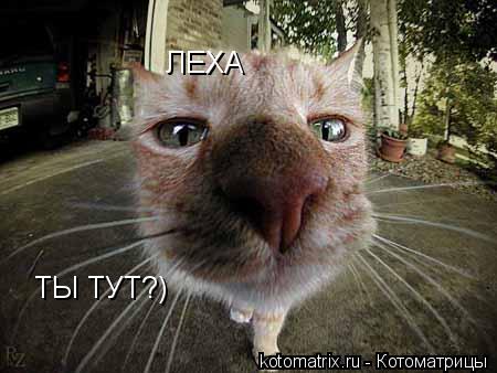 ЛЕХА ТЫ ТУТ?)... Котоматрица: ЛЕХА ТЫ ТУТ?)