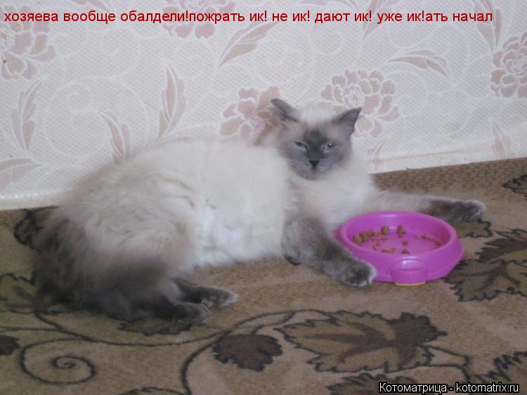 хозяева вообще обалдели!пожрать ик! не ик! дают ик! уже ик!ать начал... Котоматрица: хозяева вообще обалдели!пожрать ик! не ик! дают ик! уже ик!ать начал
