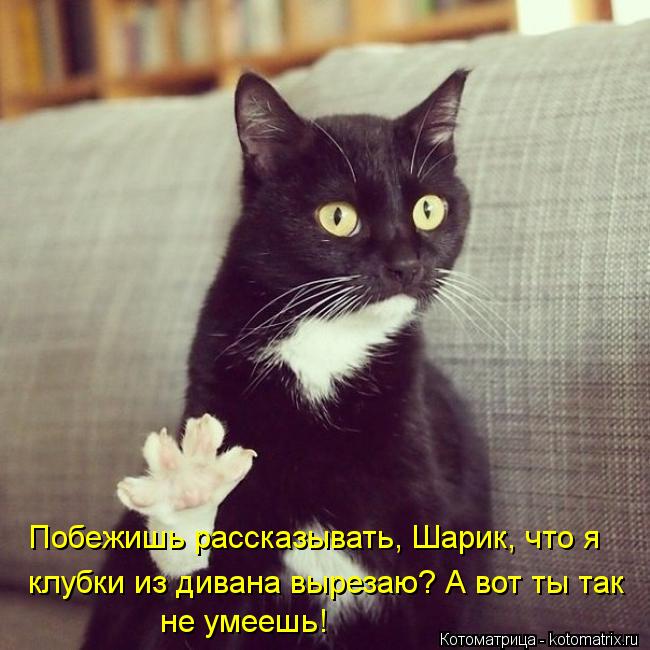 Побежишь рассказывать, Шарик, что я клубки из дивана вырезаю? А вот ты так не умеешь!... Котоматрица: Побежишь рассказывать, Шарик, что я клубки из дивана вырезаю? А вот ты так не умеешь!