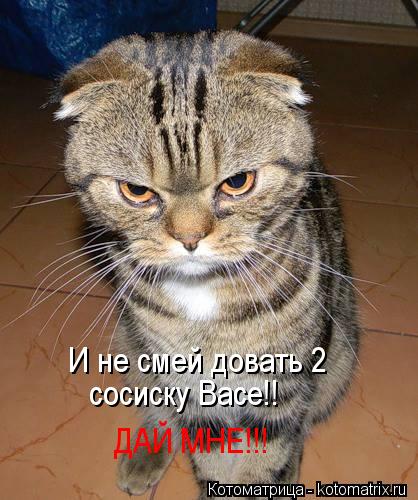 И не смей довать 2 сосиску Васе!! ДАЙ МНЕ!!!... Котоматрица: И не смей довать 2 сосиску Васе!! ДАЙ МНЕ!!!