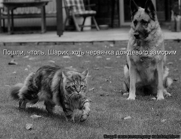 Пошли, чтоль, Шарик, хоть червячка дождевого заморим... Котоматрица: Пошли, чтоль, Шарик, хоть червячка дождевого заморим