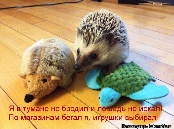 Я в тумане не бродил и лошадь не искал! По магазинам бегал я, игрушки выбирал!... Котоматрица: Я в тумане не бродил и лошадь не искал! По магазинам бегал я, игрушки выбирал!