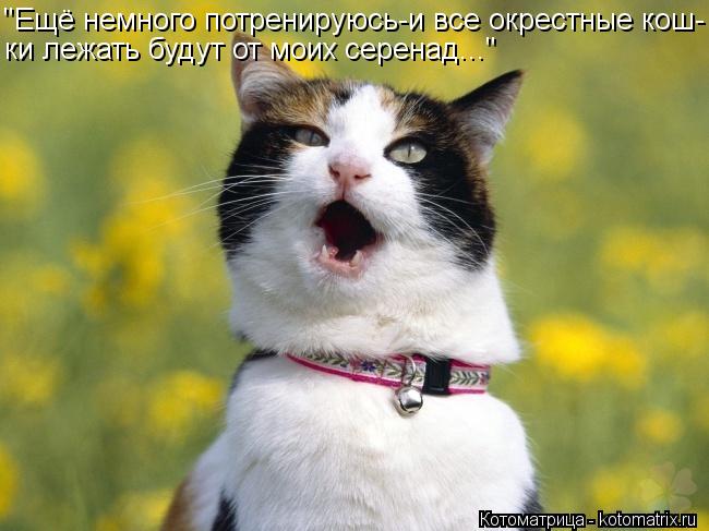 "Ещё немного потренируюсь-и все окрестные кош- ки лежать будут от моих серенад..."... Котоматрица: "Ещё немного потренируюсь-и все окрестные кош- ки лежать будут от моих серенад..."