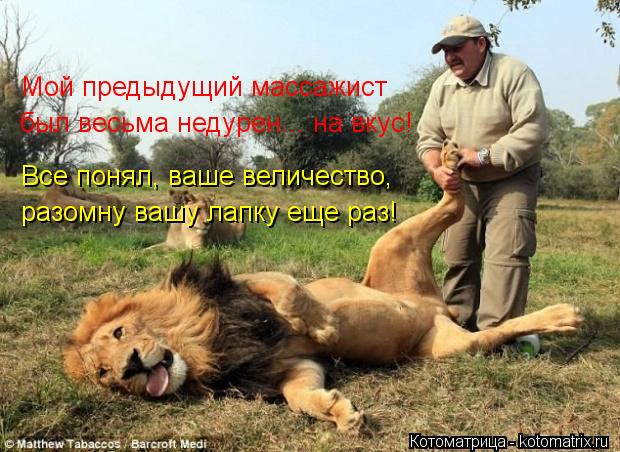 Мой предыдущий массажист был весьма недурен... на вкус! Все понял, ваше величество, разомну вашу лапк... Котоматрица: Мой предыдущий массажист был весьма недурен... на вкус! Все понял, ваше величество, разомну вашу лапку еще раз!