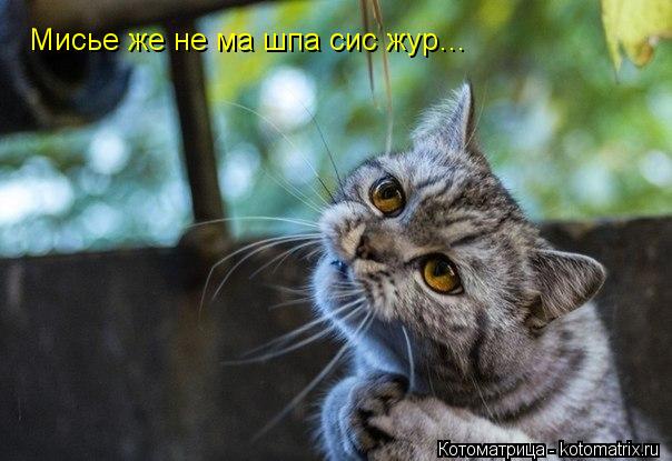 Мисье же не ма шпа сис жур…... Котоматрица: Мисье же не ма шпа сис жур…