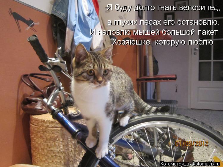 в глухих лесах его остановлю. Я буду долго гнать велосипед, И наловлю мышей большой пакет Хозяюшке, к... Котоматрица: в глухих лесах его остановлю. Я буду долго гнать велосипед, И наловлю мышей большой пакет Хозяюшке, которую люблю