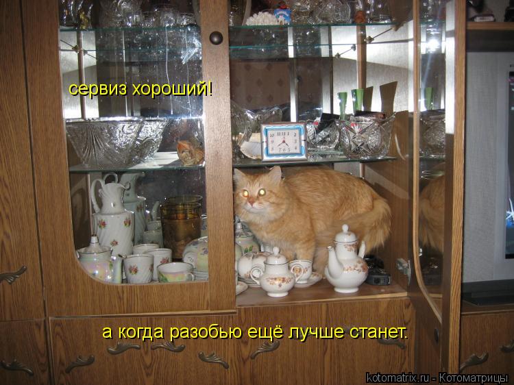 Котоматрица: сервиз хороший!  а когда разобью ещё лучше станет.