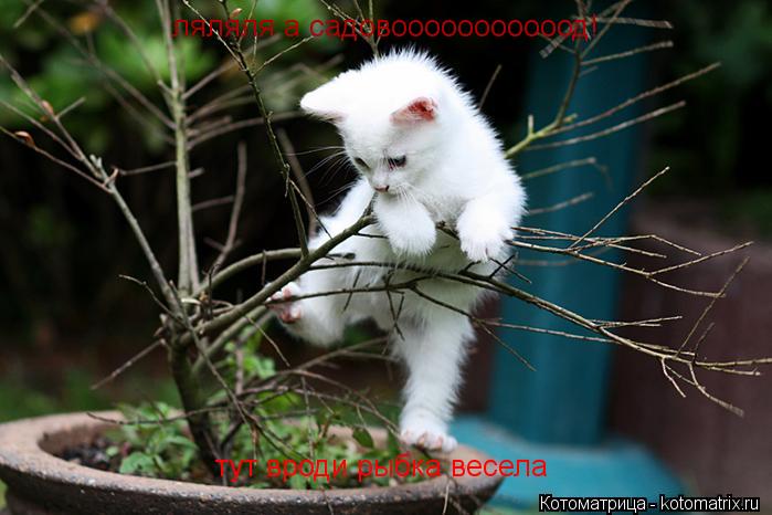 ляляля а садовооооооооооод! тут вроди рыбка весела... Котоматрица: ляляля а садовооооооооооод! тут вроди рыбка весела