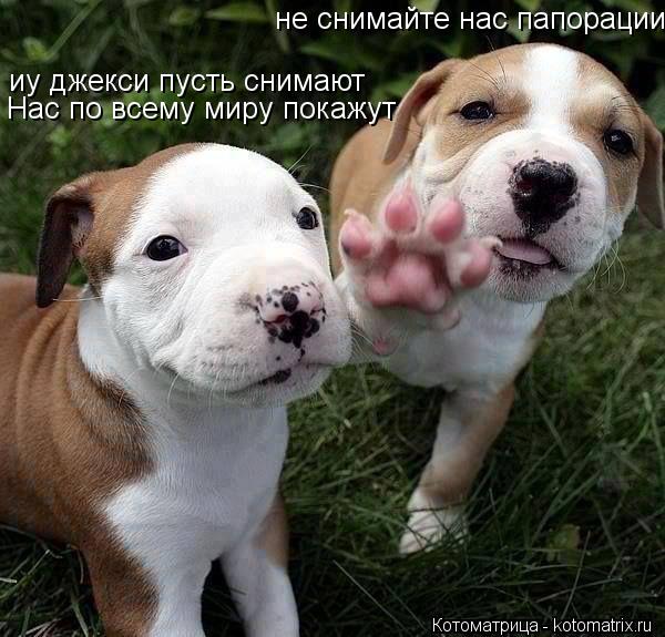 не снимайте нас папорации иу джекси пусть снимают Нас по всему миру покажут... Котоматрица: не снимайте нас папорации иу джекси пусть снимают Нас по всему миру покажут