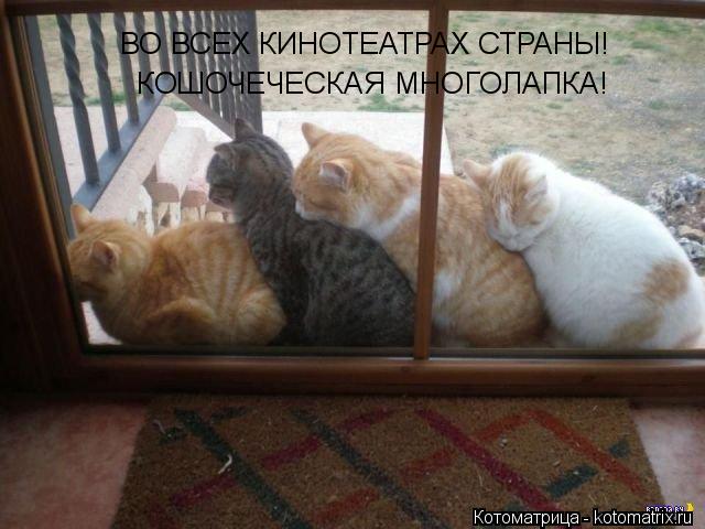 ВО ВСЕХ КИНОТЕАТРАХ СТРАНЫ! КОШОЧЕЧЕСКАЯ МНОГОЛАПКА!... Котоматрица: ВО ВСЕХ КИНОТЕАТРАХ СТРАНЫ! КОШОЧЕЧЕСКАЯ МНОГОЛАПКА!