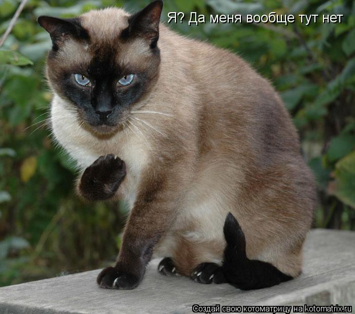 Я? Да меня вообще тут нет... Котоматрица: Я? Да меня вообще тут нет
