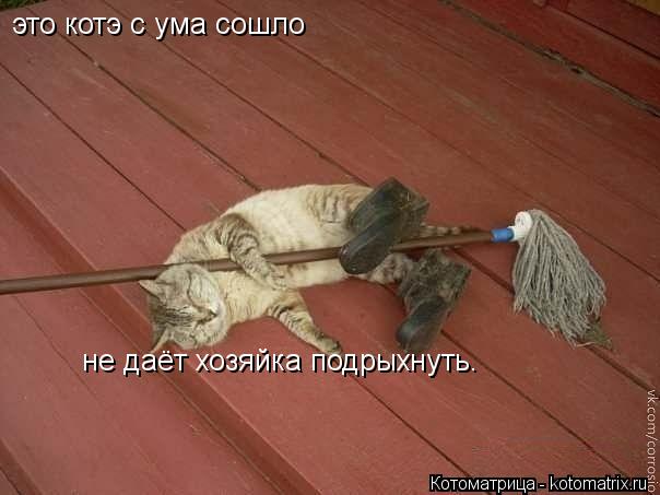 это котэ с ума сошло не даёт хозяйка подрыхнуть.... Котоматрица: это котэ с ума сошло не даёт хозяйка подрыхнуть.