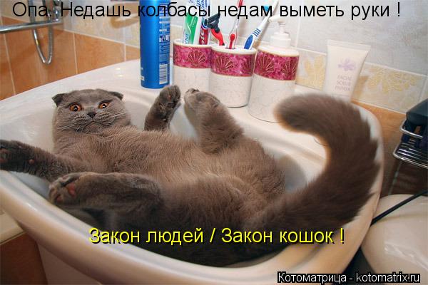 Опа. Недашь колбасы недам выметь руки ! Закон людей / Закон кошок !... Котоматрица: Опа. Недашь колбасы недам выметь руки ! Закон людей / Закон кошок !