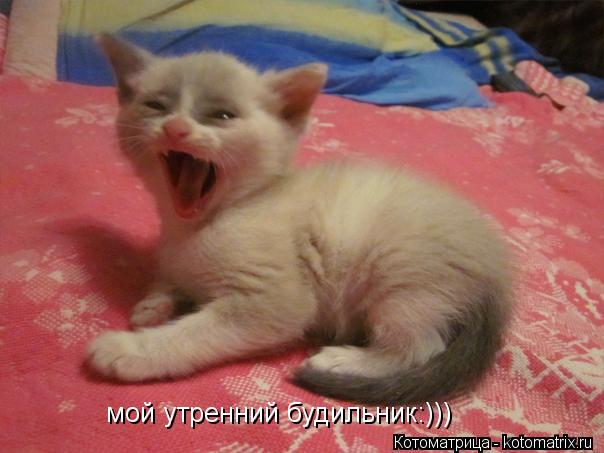 мой утренний будильник:)))... Котоматрица: мой утренний будильник:)))