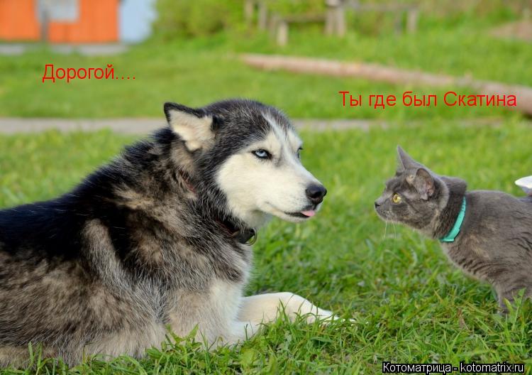 Дорогой.... Ты где был Скатина... Котоматрица: Дорогой.... Ты где был Скатина