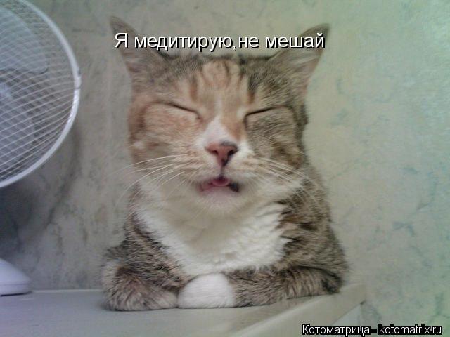 Я медитирую,не мешай... Котоматрица: Я медитирую,не мешай