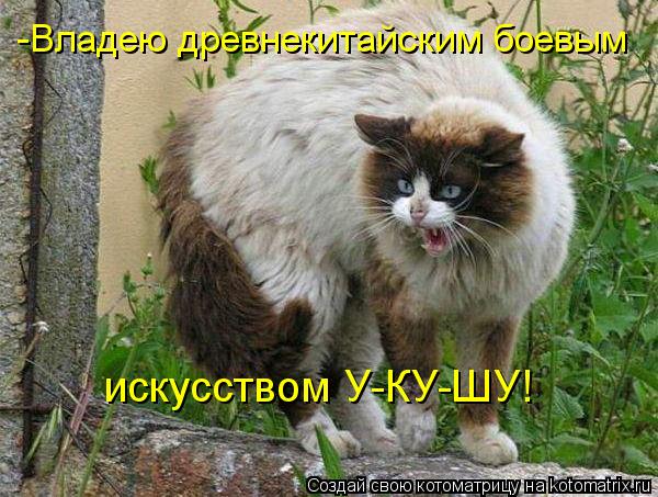 -Владею древнекитайским боевым искусством У-КУ-ШУ!... Котоматрица: -Владею древнекитайским боевым искусством У-КУ-ШУ!