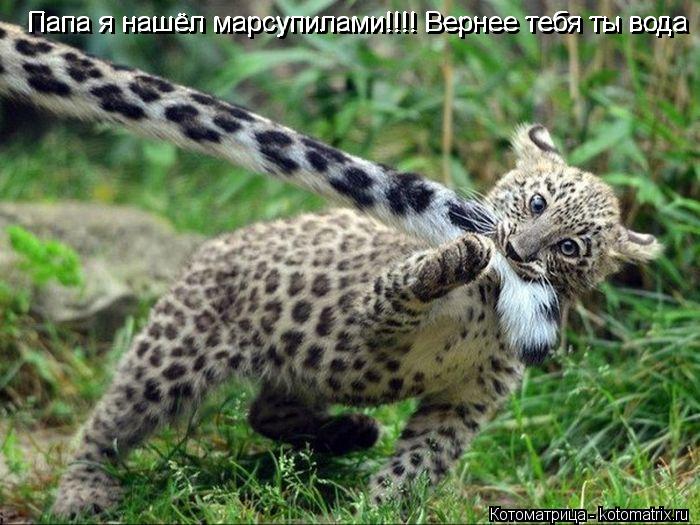 Папа я нашёл марсупилами!!!! Вернее тебя ты вода Папа я нашёл марсупилами!!!! Вернее тебя ты вода Пап... Котоматрица: Папа я нашёл марсупилами!!!! Вернее тебя ты вода Папа я нашёл марсупилами!!!! Вернее тебя ты вода Папа я нашёл марсупилами!!!! Вернее тебя ты вод