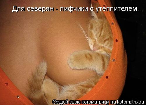 Для северян - лифчики с утеплителем.... Котоматрица: Для северян - лифчики с утеплителем.