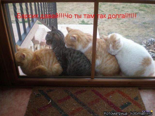 -Барсик давай!!!Чо ты там так долга!!!!!! -Барсик давай!!!Чо ты там так долга!!!!!!... Котоматрица: -Барсик давай!!!Чо ты там так долга!!!!!! -Барсик давай!!!Чо ты там так долга!!!!!!
